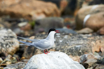 Oiseaux de mer<br>NIKON D4, 700 mm, 720 ISO,  1/2500 sec,  f : 8 